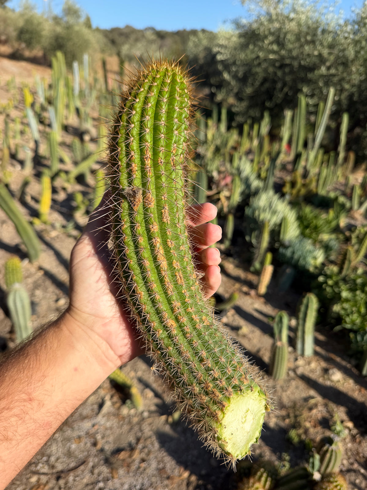 Orange Flame Trichocereus Cutting – 12”