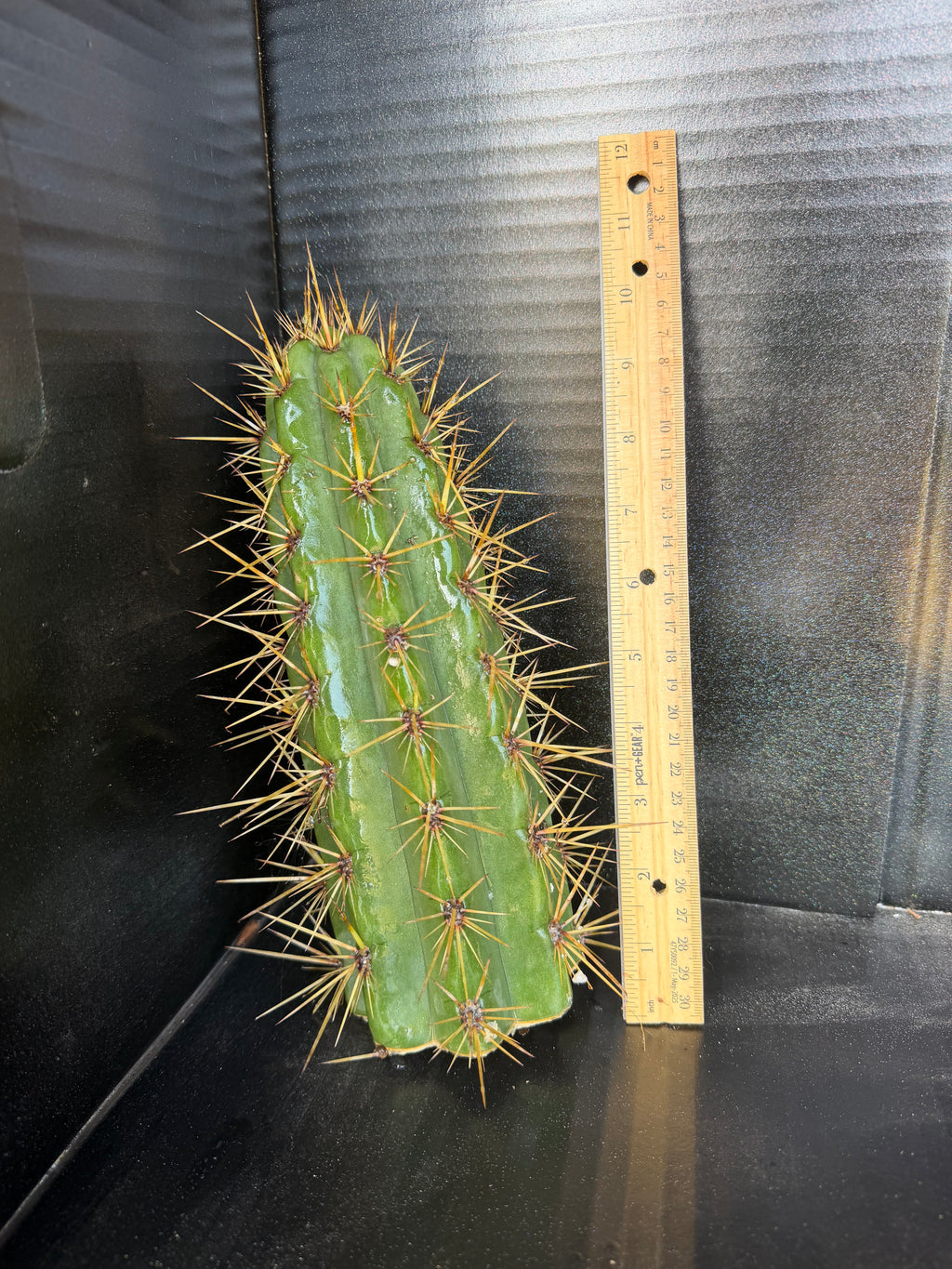 Tarmaensis Trichocereus Cutting – 10”