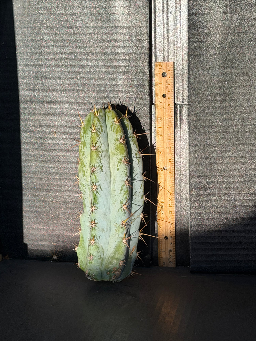 Sharxx Blue Trichocereus Cutting – 10”
