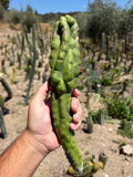 TPM Trichocereus Cutting – 12”