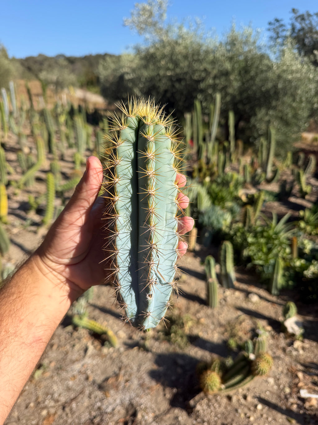 Pilosocereus Azureus Cutting - 8”