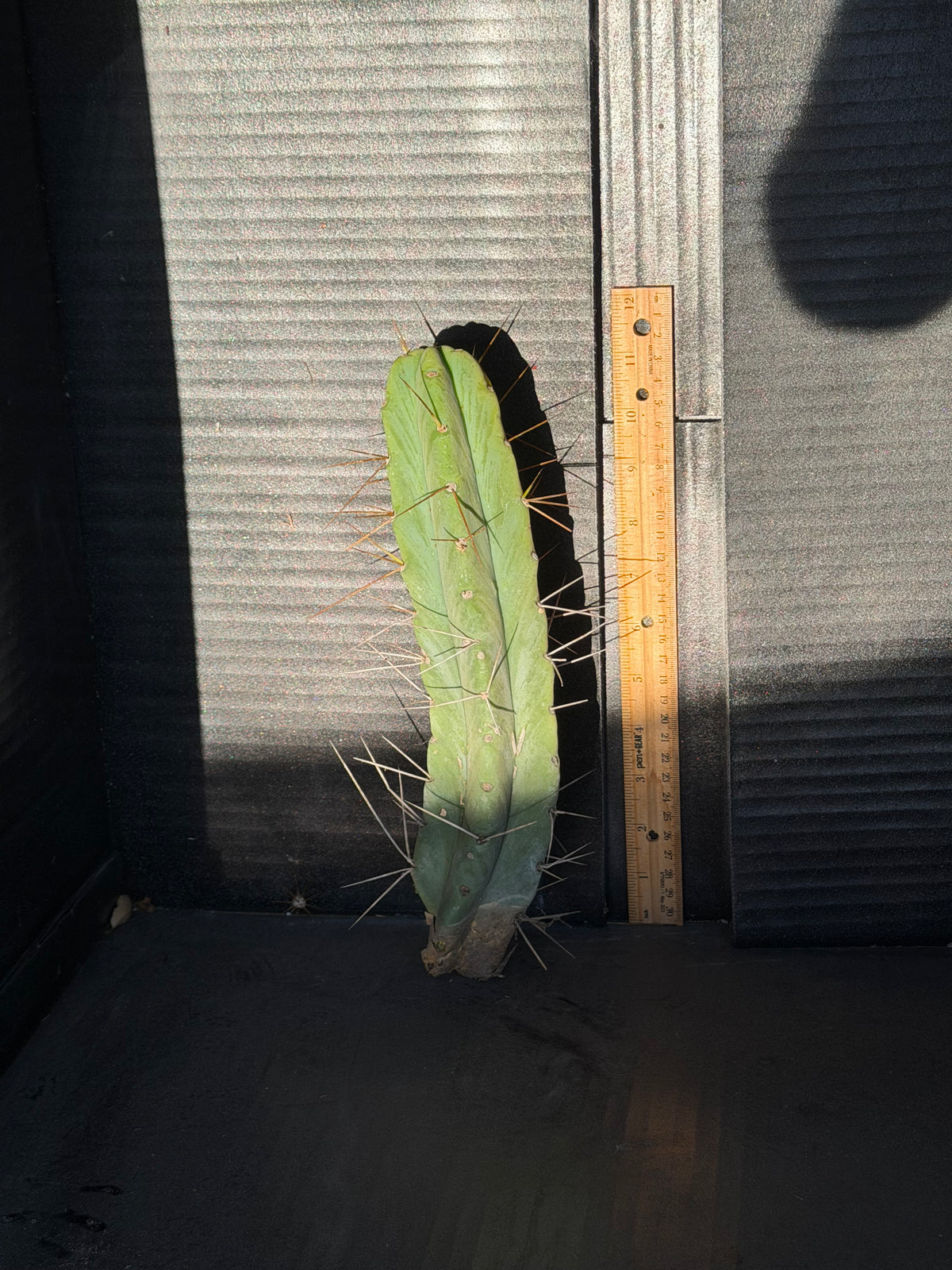 Doman’s Bridge Trichocereus Cutting – 12”