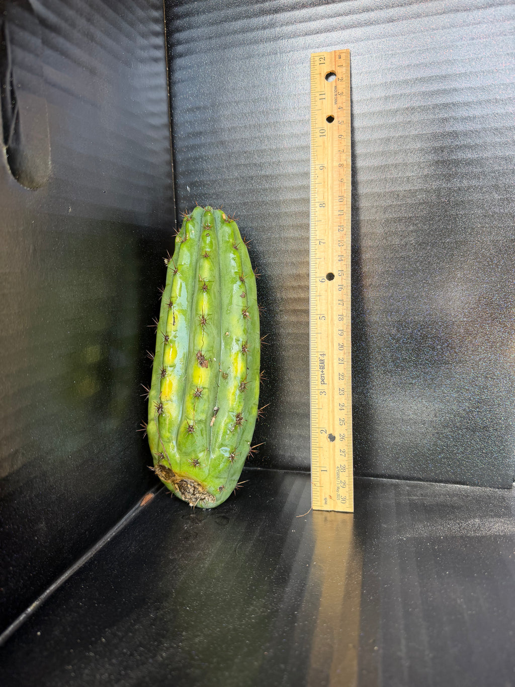 Moran Trichocereus Cutting – 7-8”