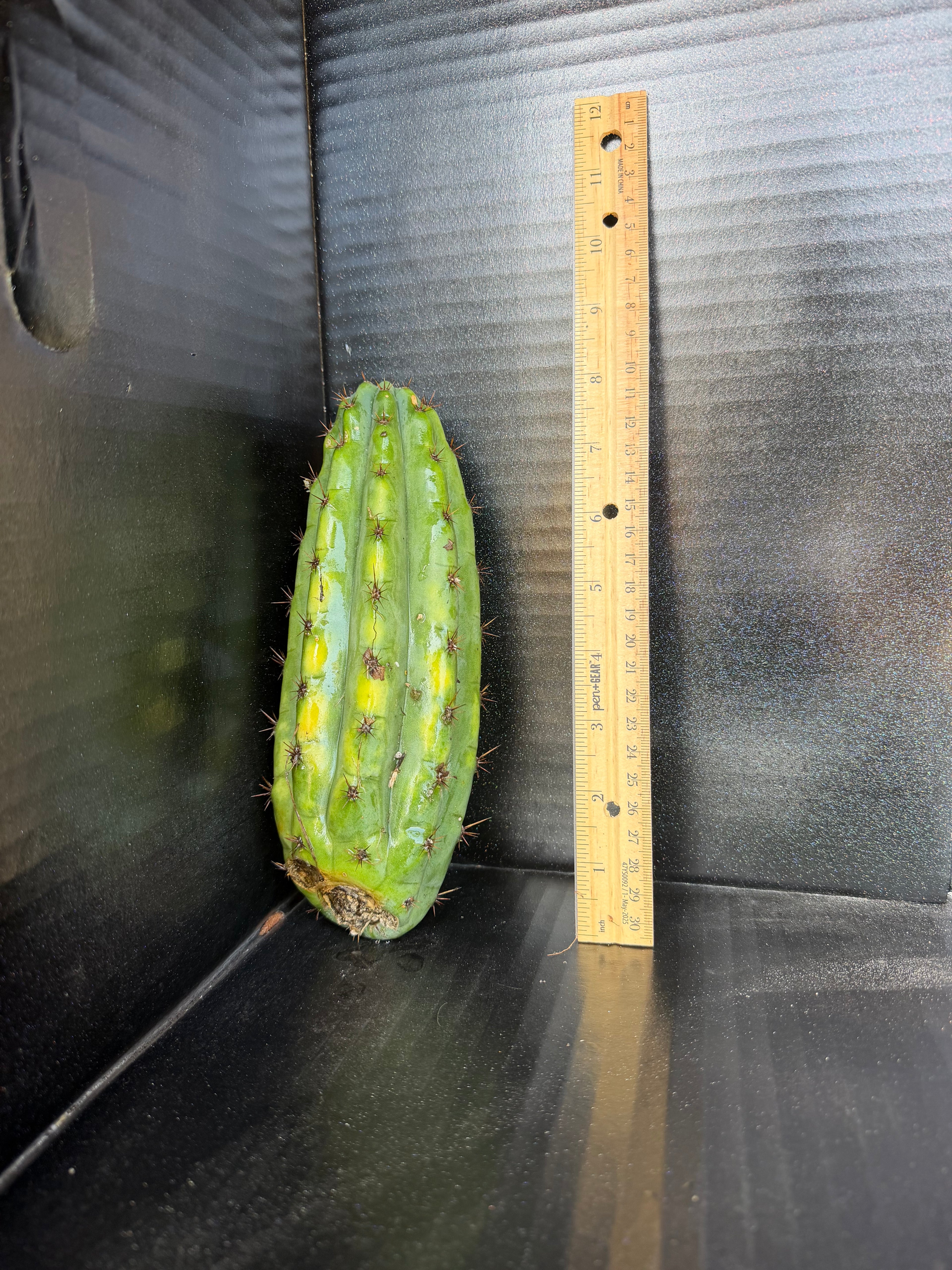 Moran Trichocereus Cutting – 7-8”