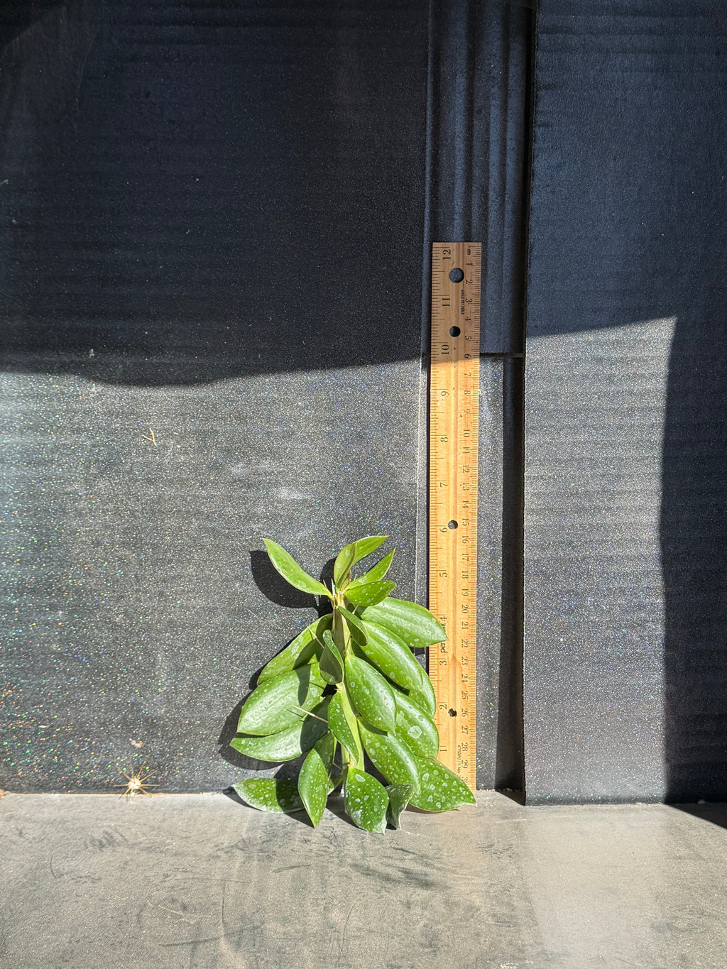 Quiabentia Cutting – 6”