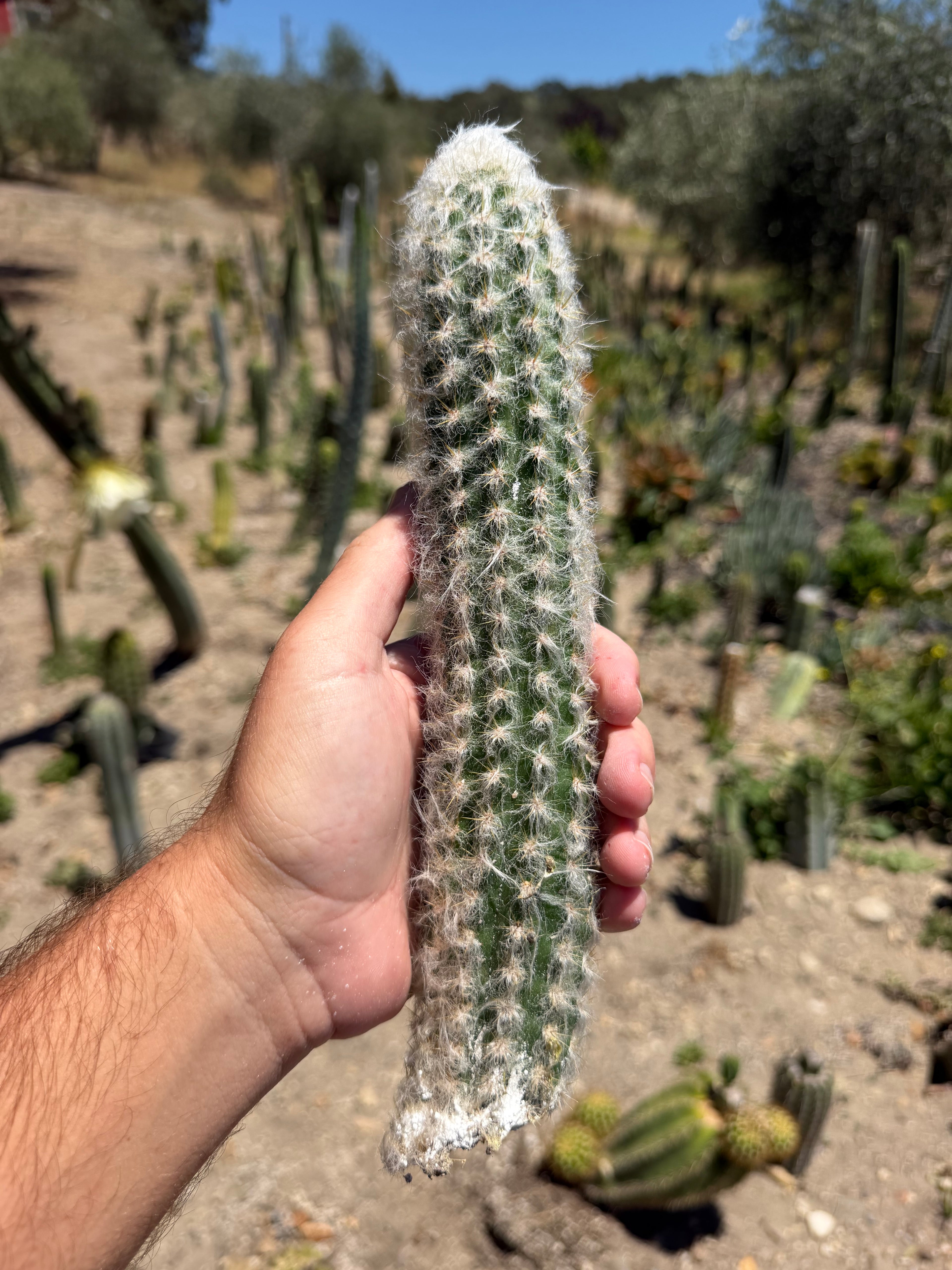 Oreocereus Doelzianus ssp Sericata 
Cutting – 11”