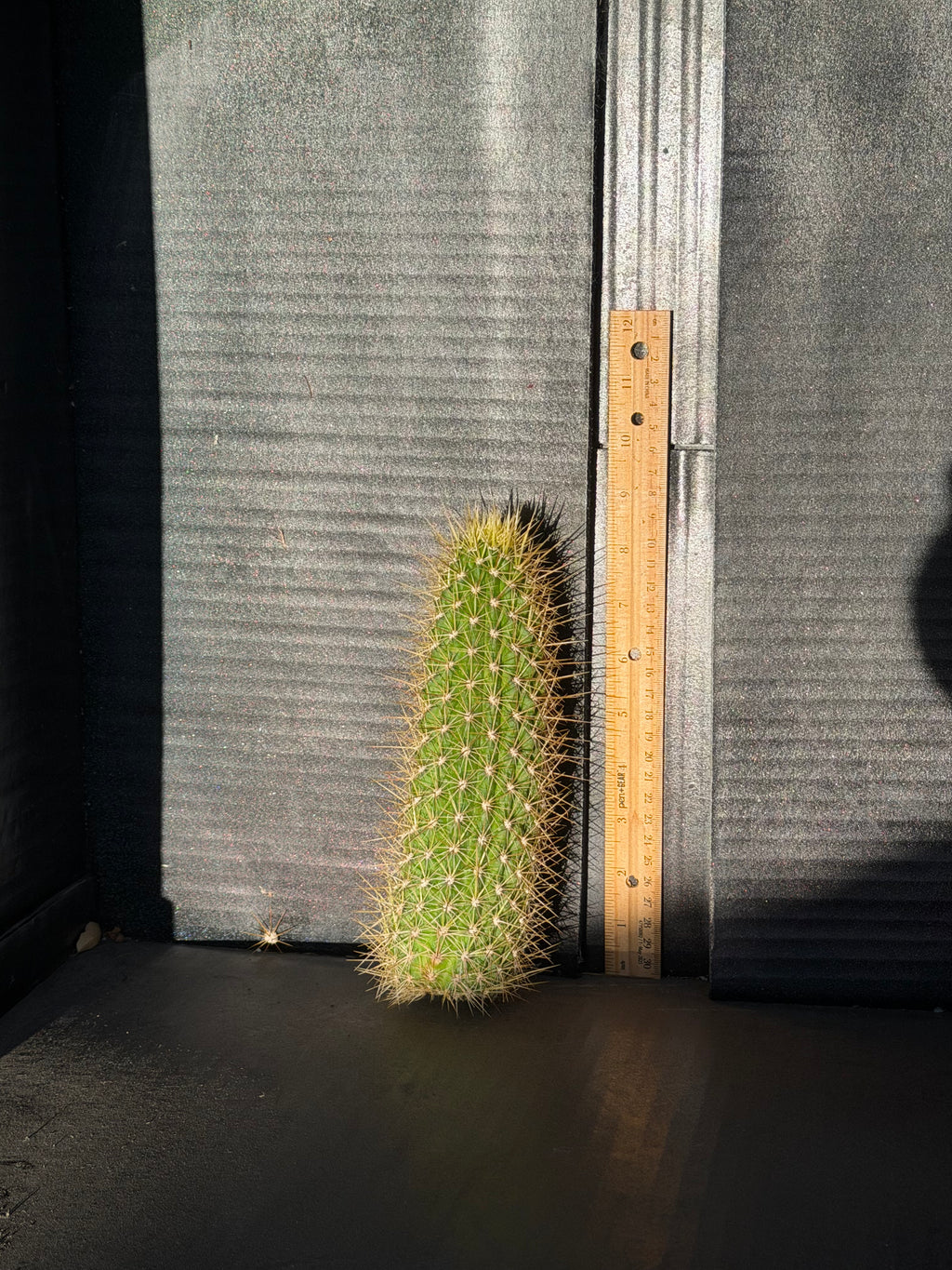 Camarguensis Trichocereus Cutting – 9”