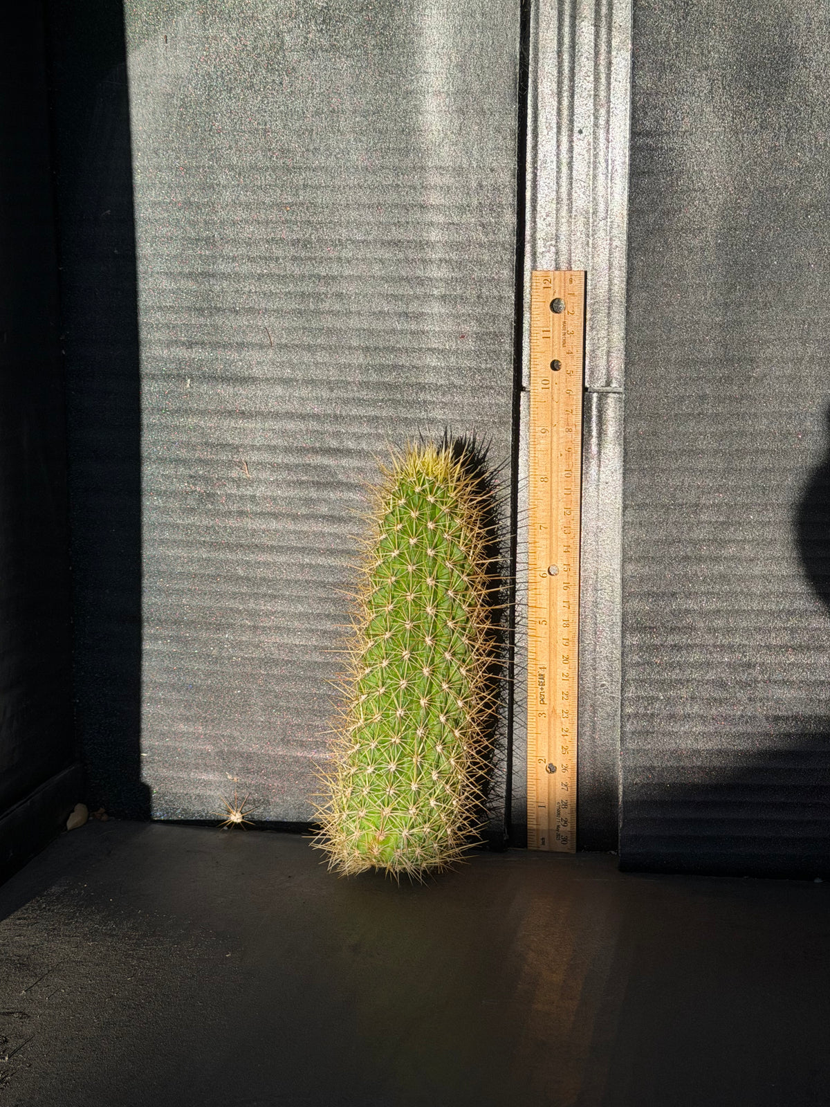Camarguensis Trichocereus Cutting – 9”