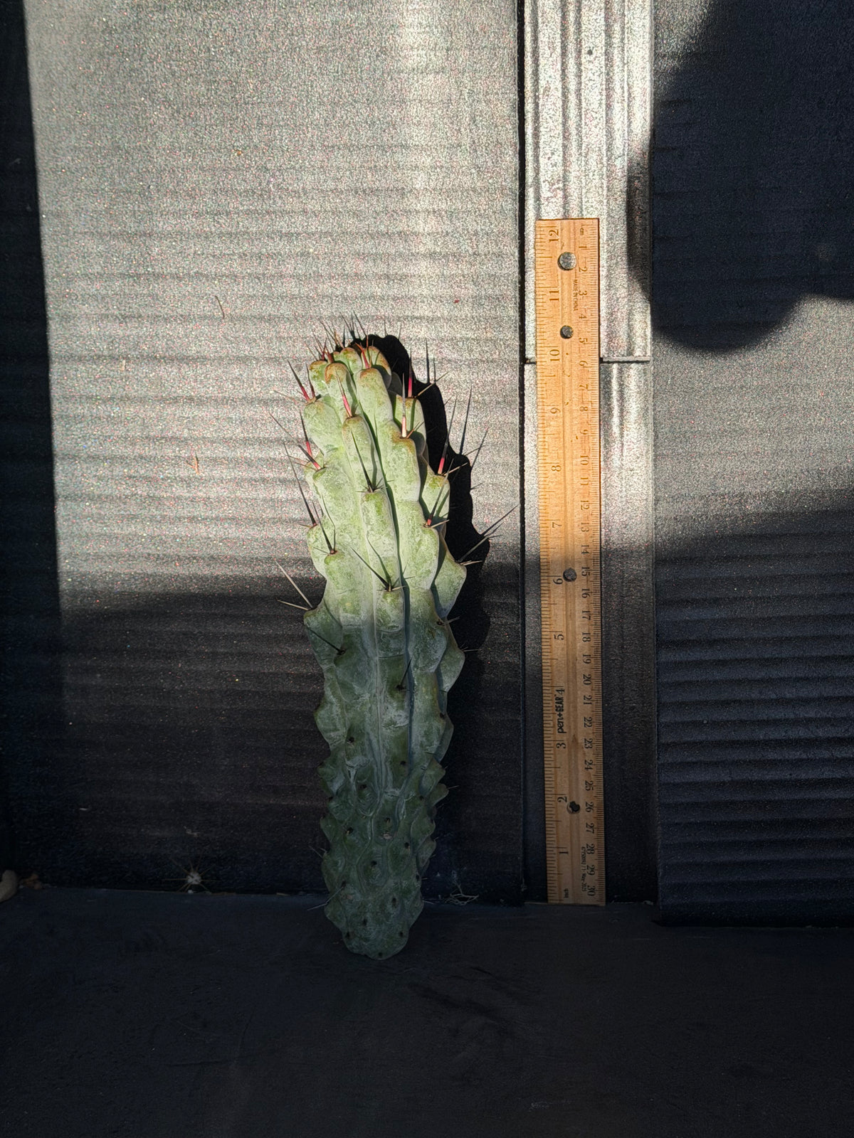 Stenocereus Beneckei Cutting – 10”