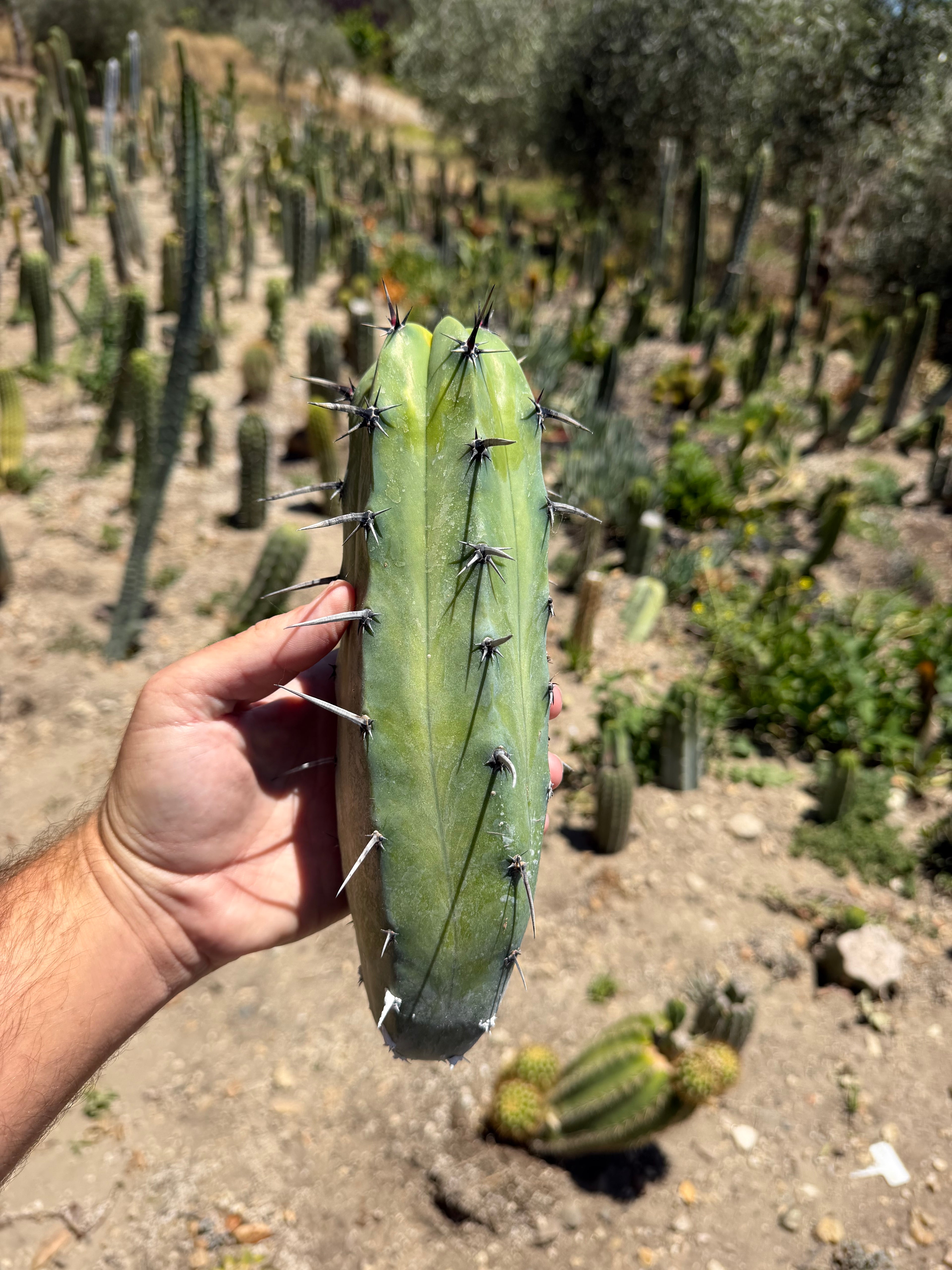 Myrtillocactus Stacker revert Cutting – 10”
