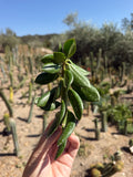 Quiabentia Cutting – 6”