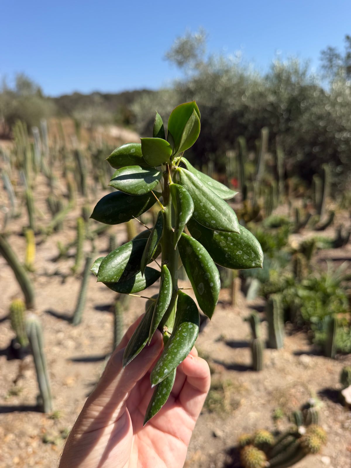 Quiabentia Cutting – 6”