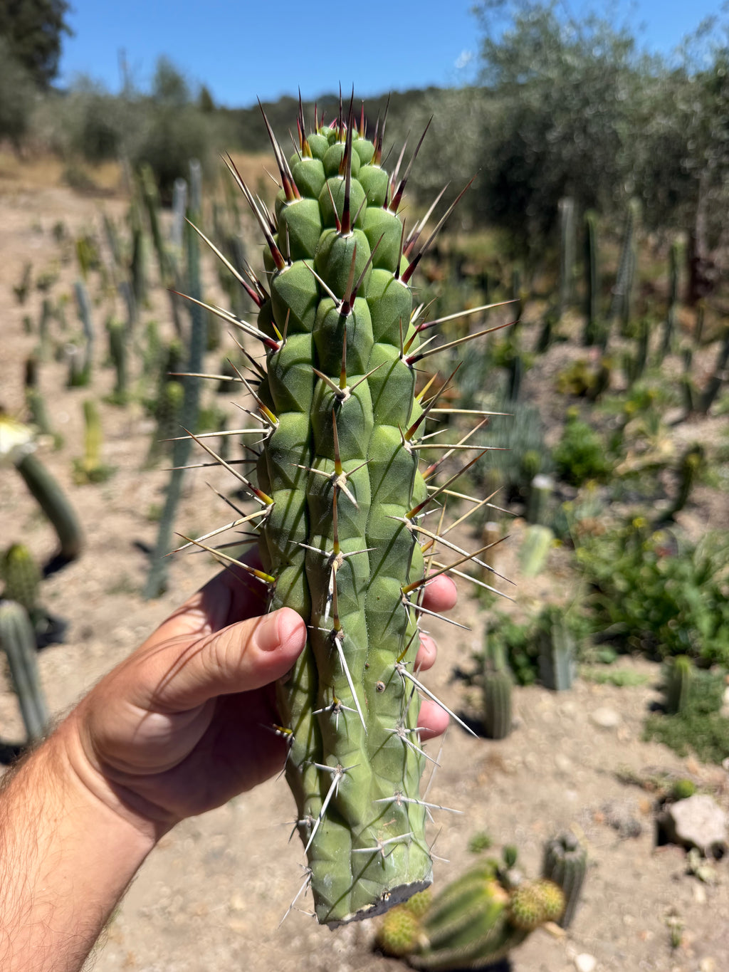 Rauhocereus Riosaniensis ssp Jaenensis Cutting – 12”