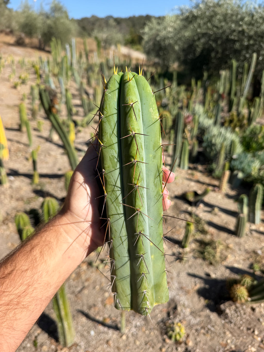 Wobble  Trichocereus Tip Cutting – 10”