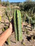 Wobble  Trichocereus Tip Cutting – 10”