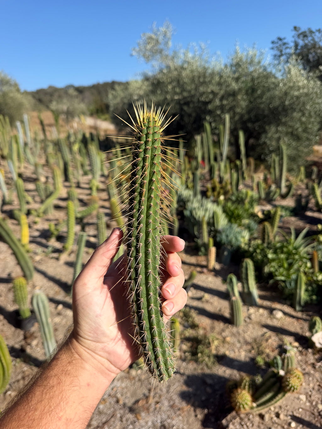 Cleistocactus Laniceps Cutting – 12”