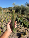Cleistocactus Laniceps Cutting – 12”
