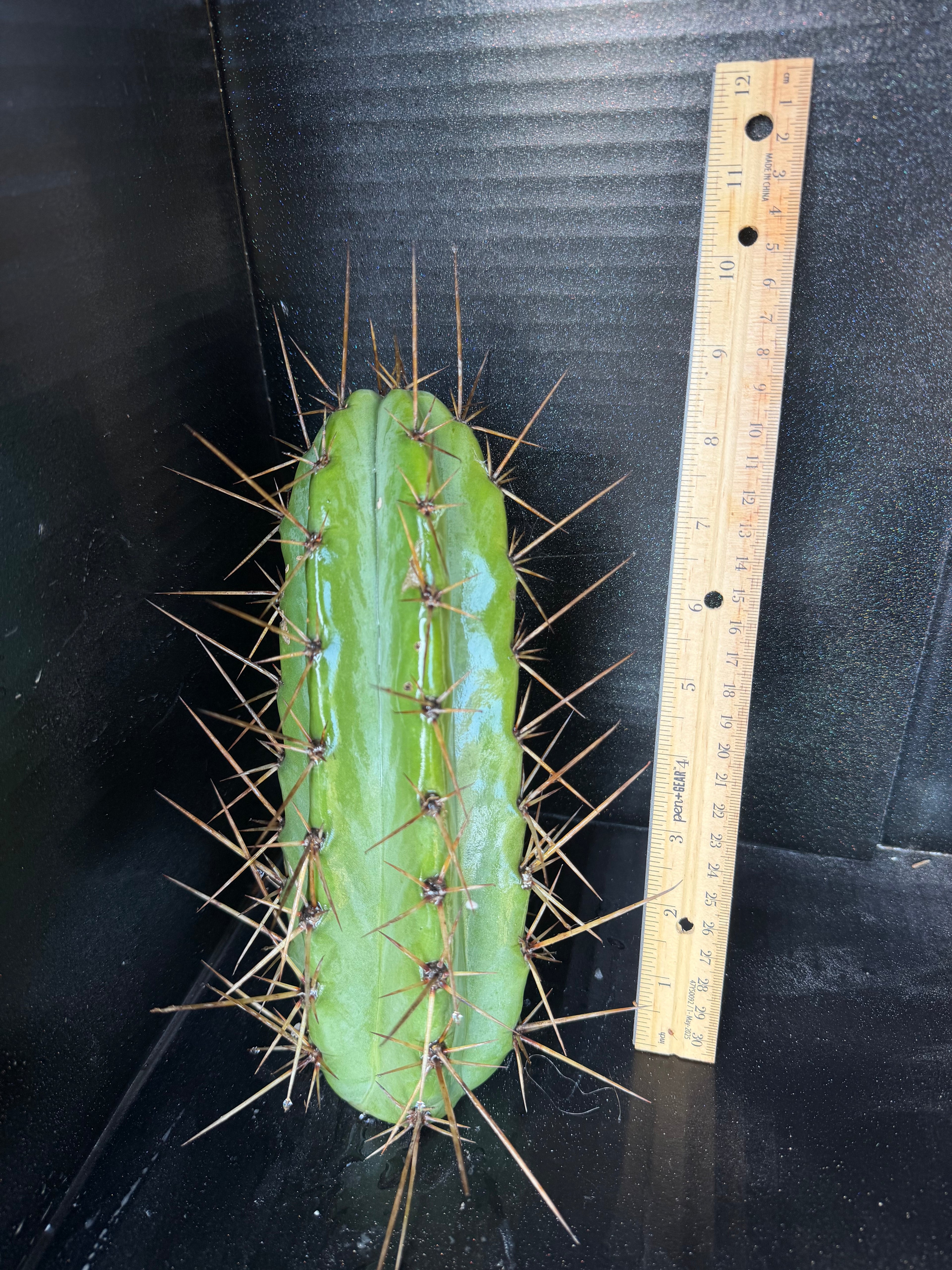Psycho0 Trichocereus Cutting – 9”