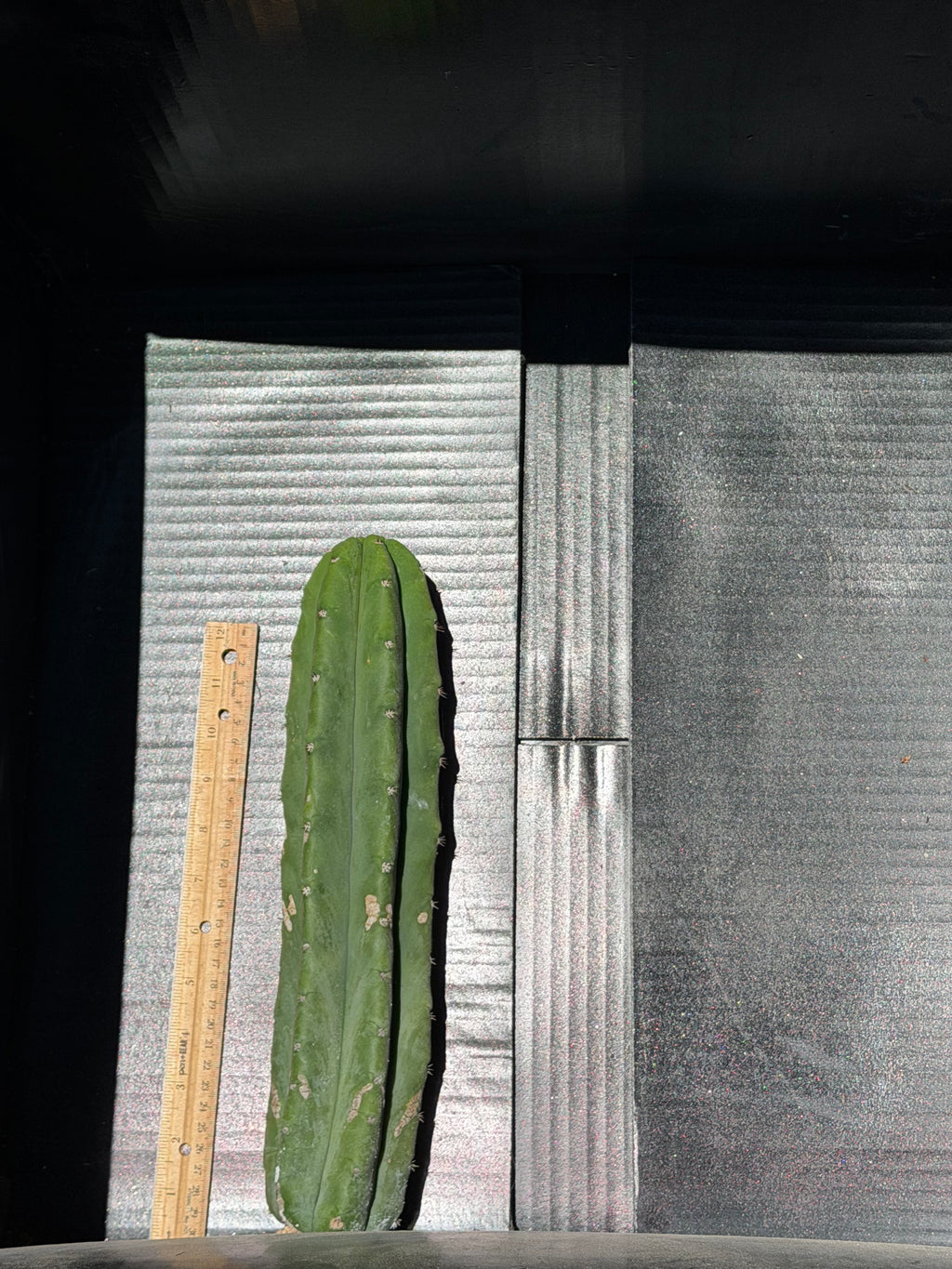 DK Trichocereus Cutting – 13”