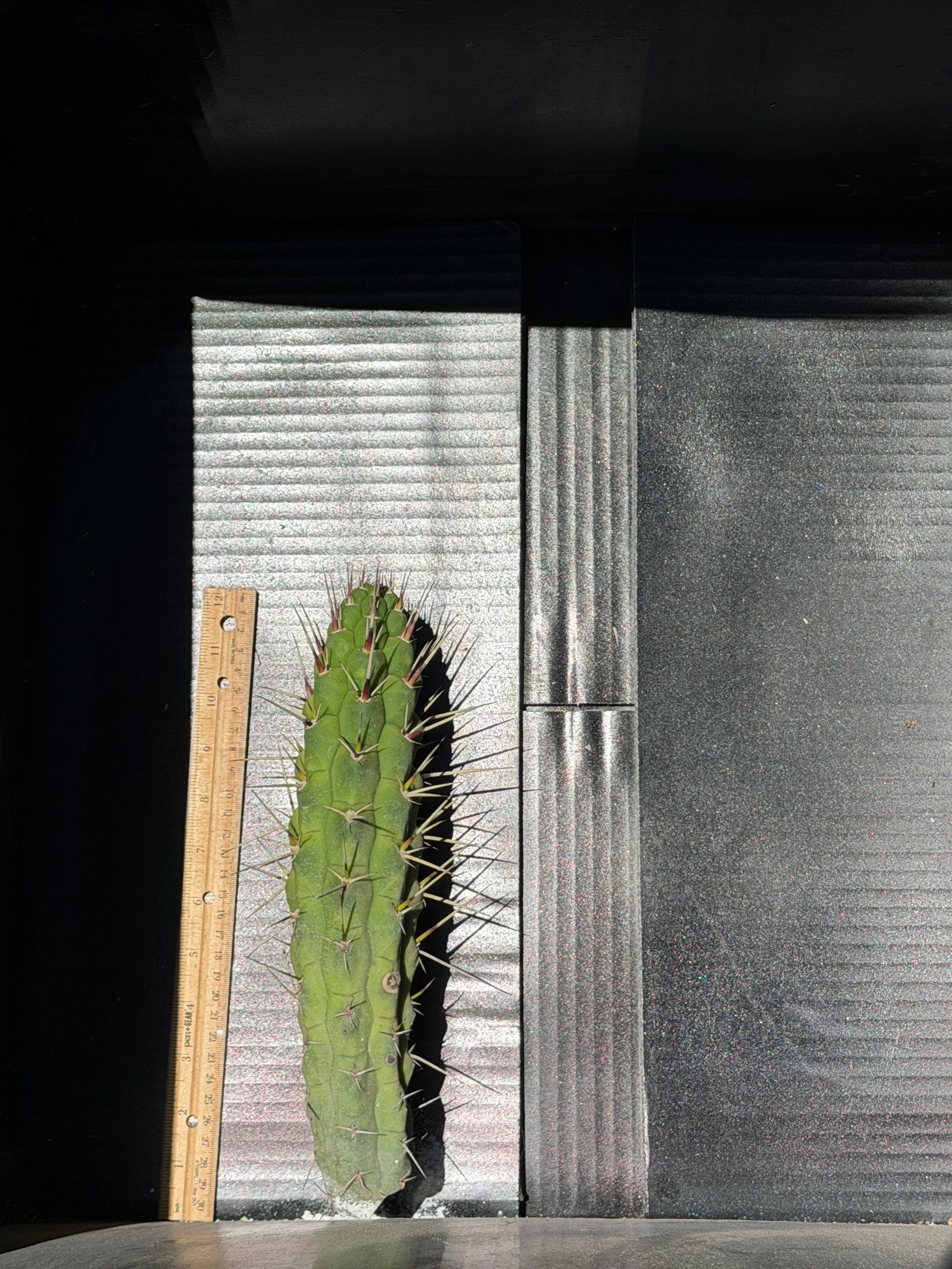 Rauhocereus Riosaniensis ssp Jaenensis Cutting – 12”