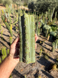 Wobble  Trichocereus Mid Cutting – 7”