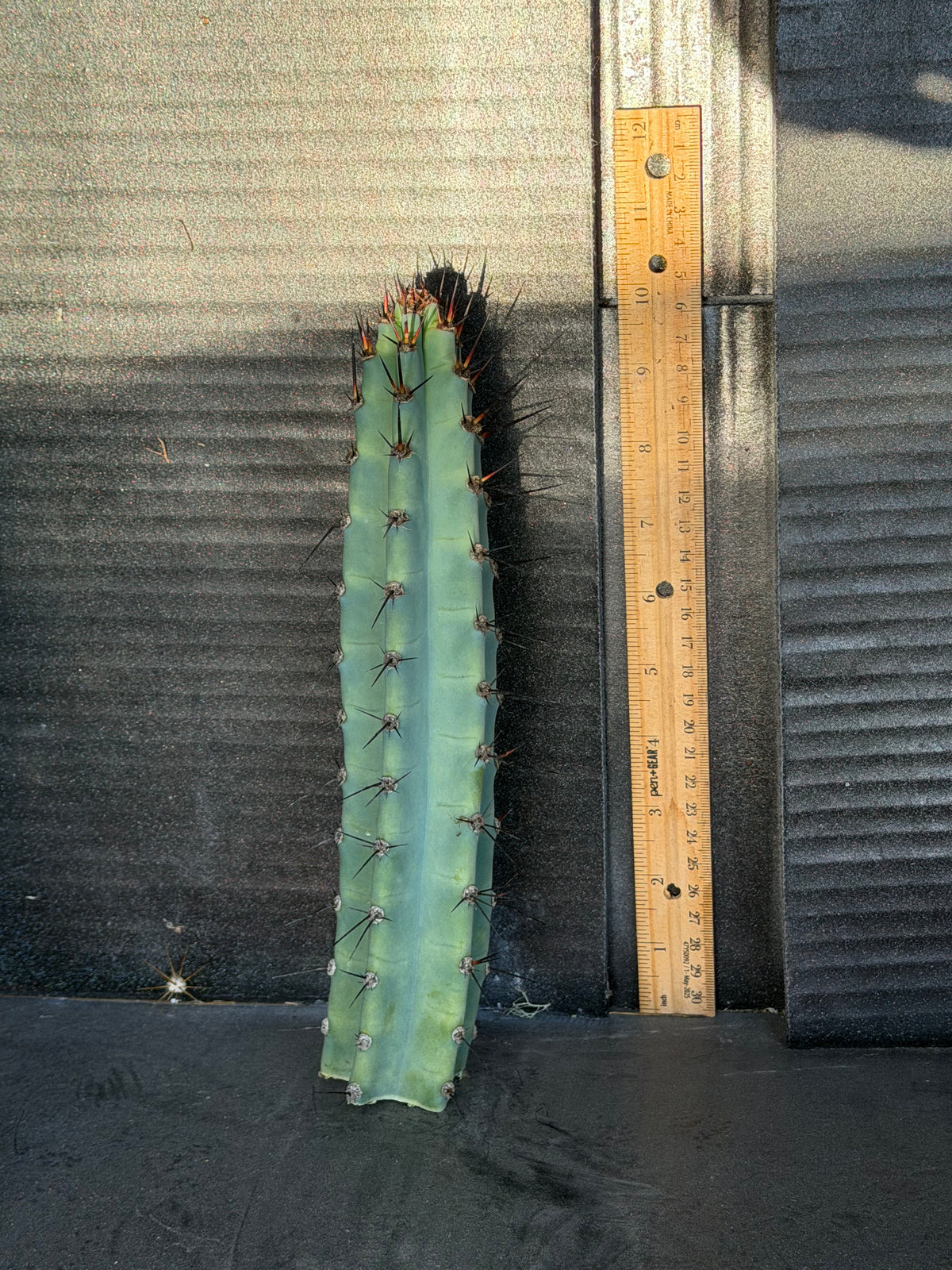 Cereus Aithiops Tip Cutting – 10”