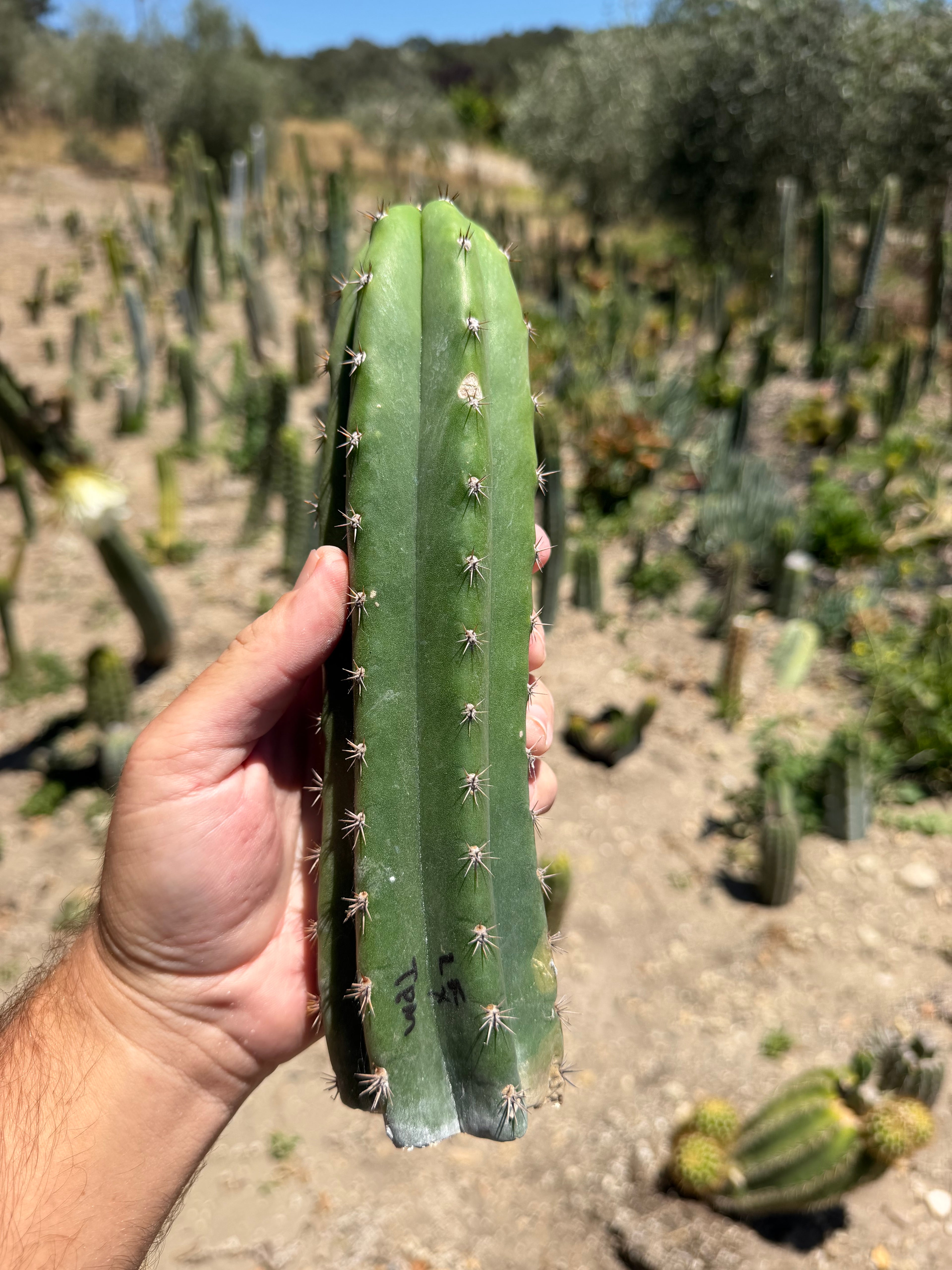 Landfill x TPM Trichocereus Cutting – 8-10”