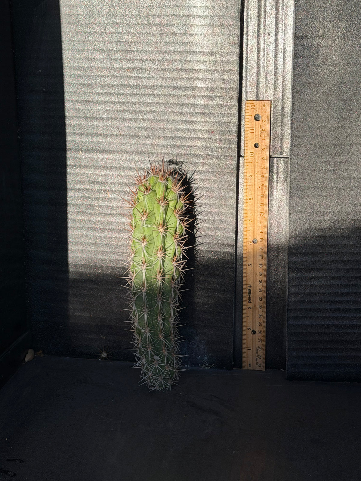 Pilosocereus Gounellei Cutting - 9”