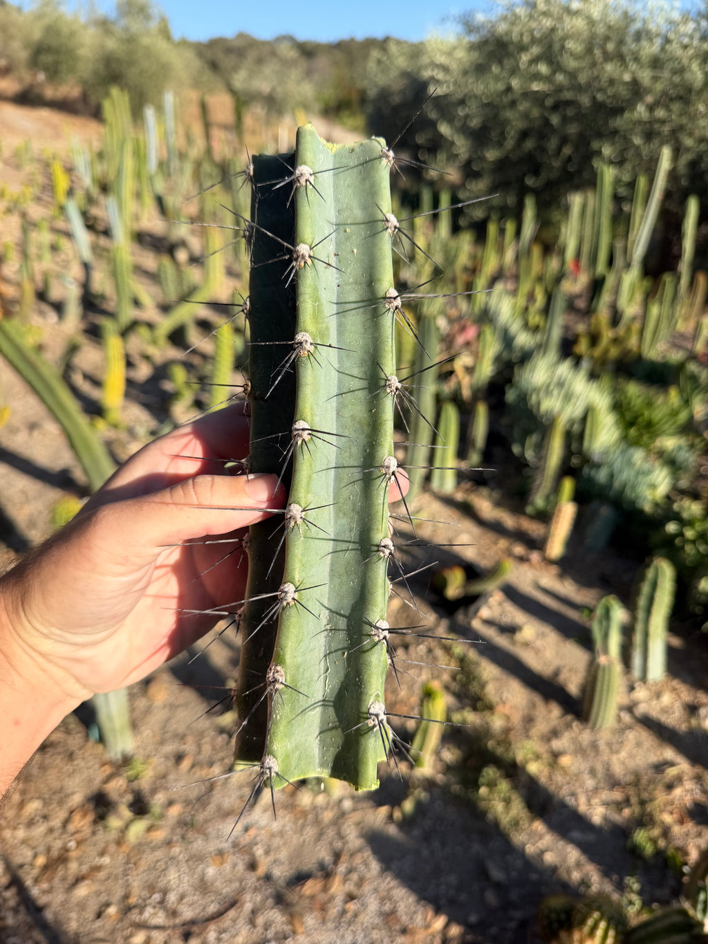 Cereus Aithiops Mid Cutting – 10”
