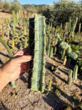 Cereus Aithiops Mid Cutting – 10”