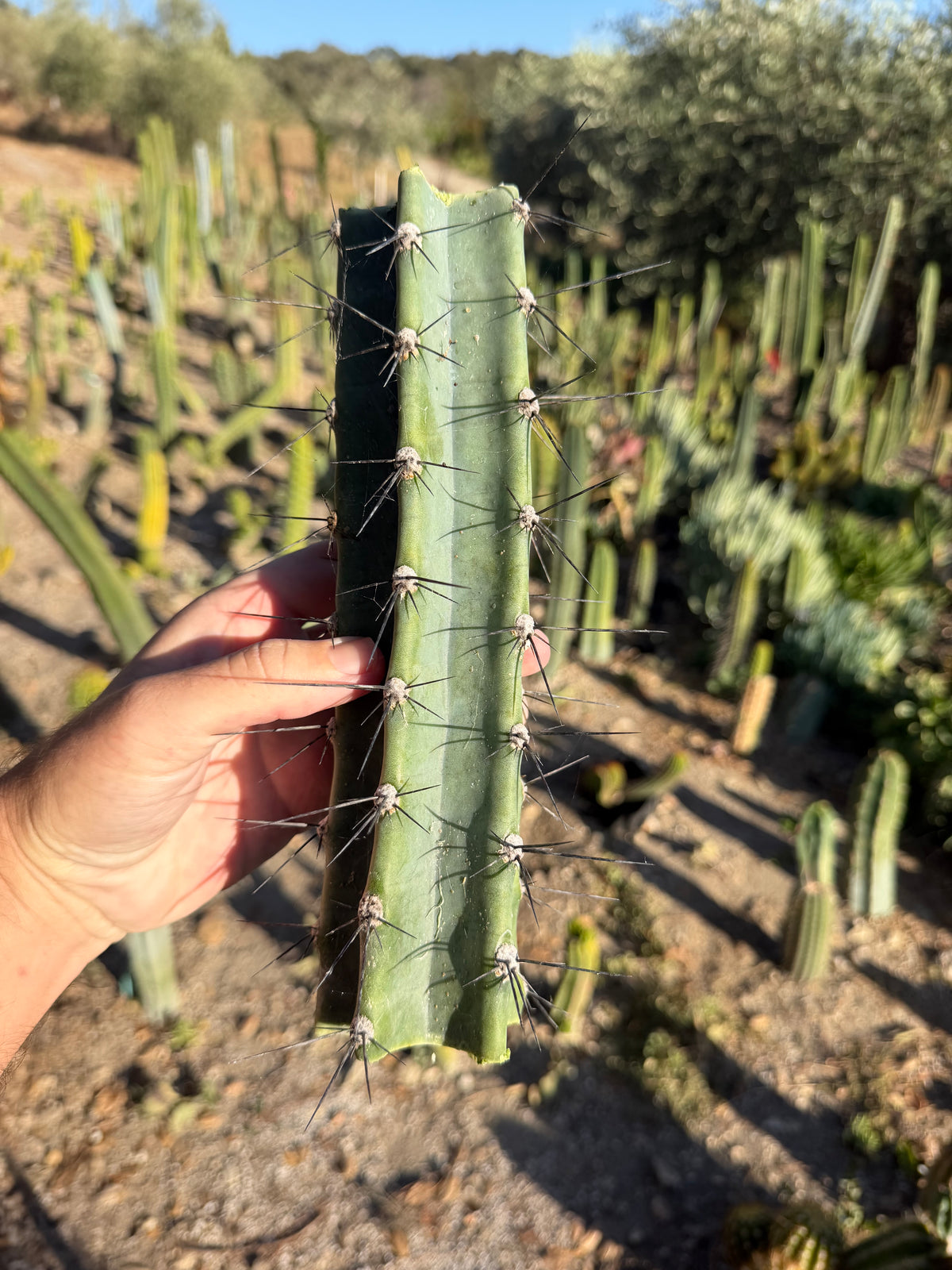 Cereus Aithiops Mid Cutting – 10”