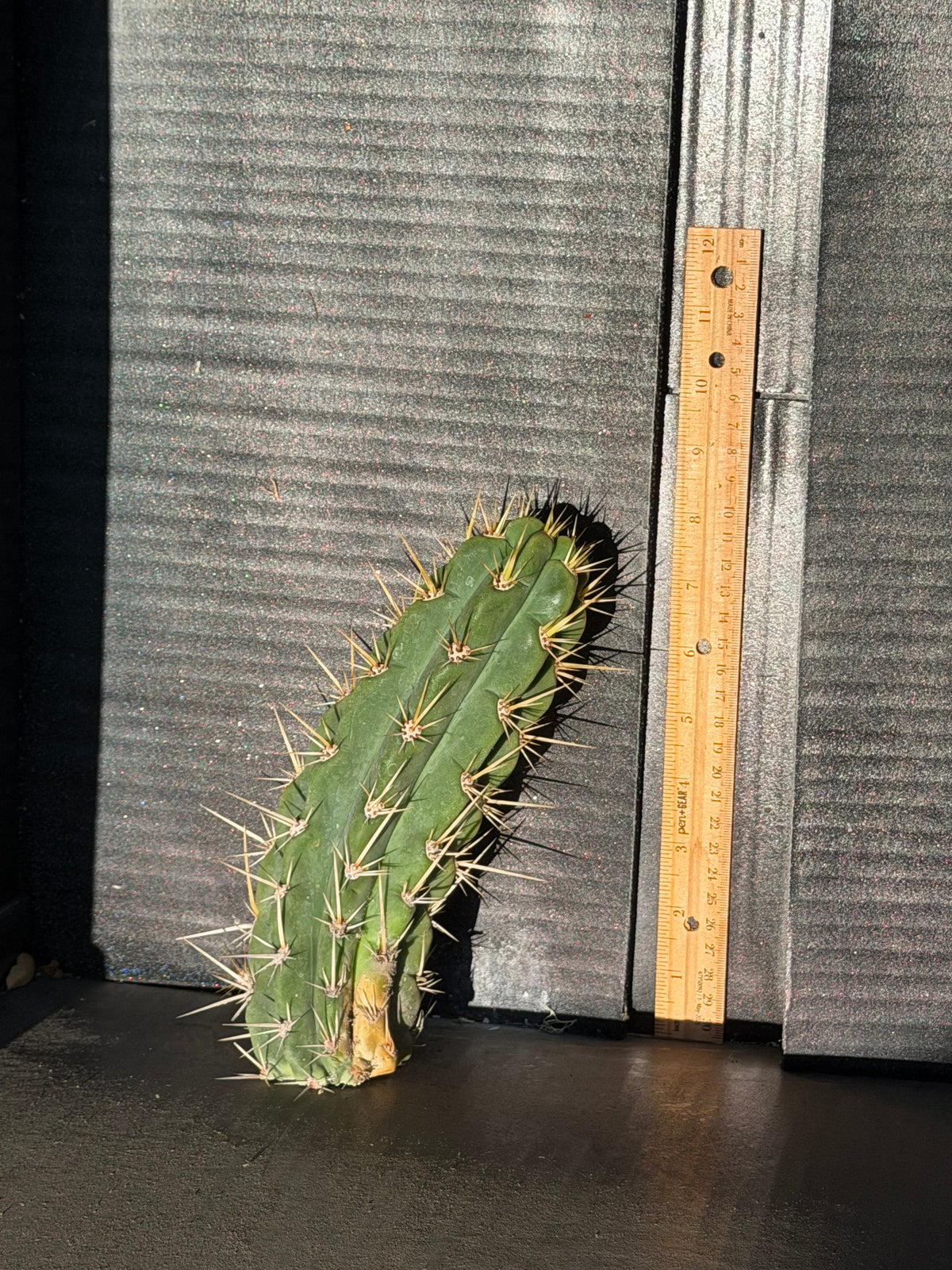 Cuzco Trichocereus Cutting – 8”