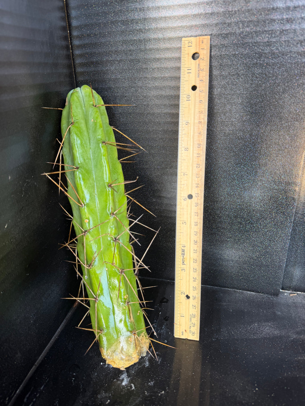 Trichocereus Cactus Cutting – 10"