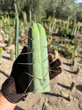 4 winds Trichocereus Cutting – 8”