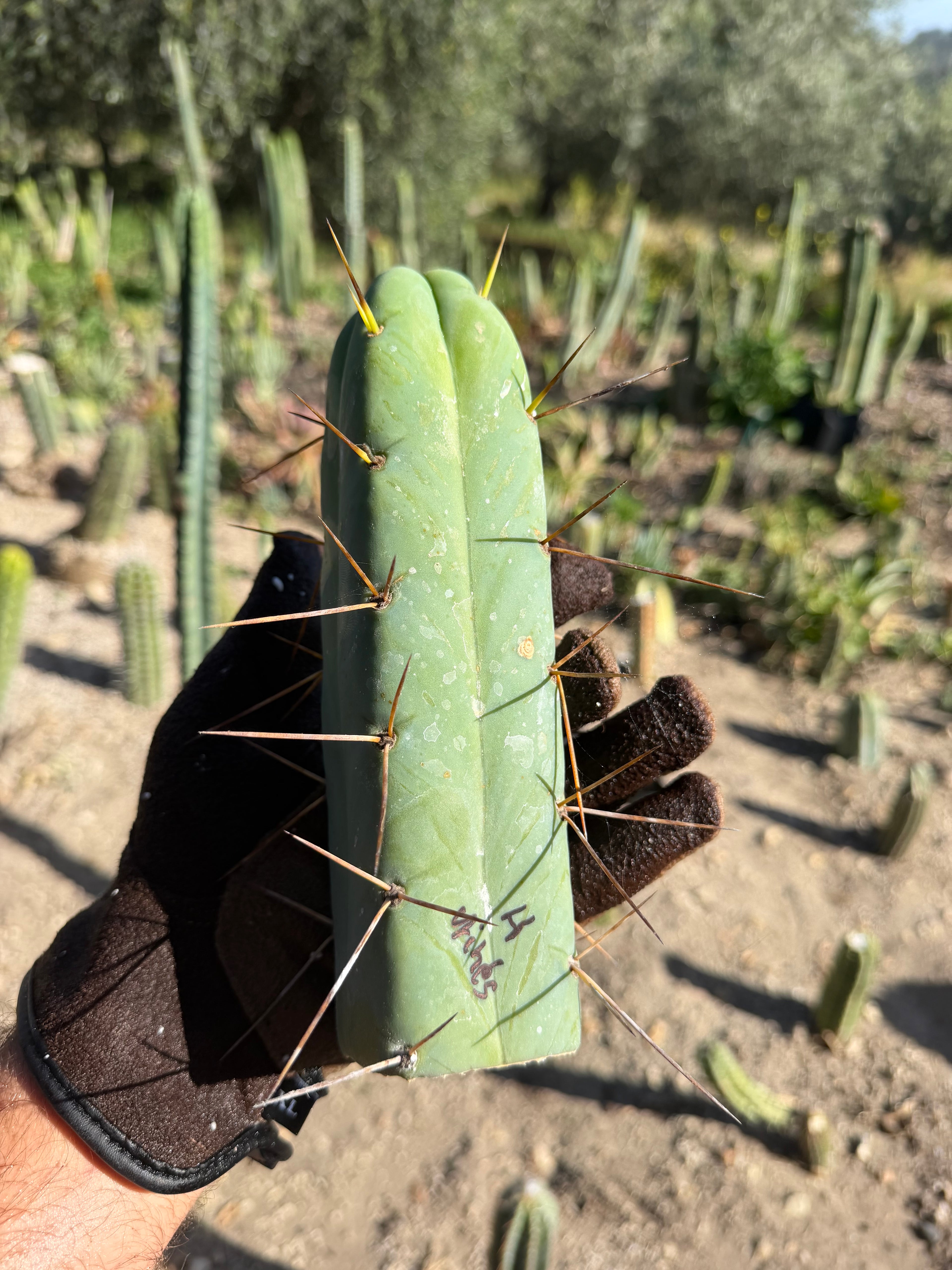 4 winds Trichocereus Cutting – 8”
