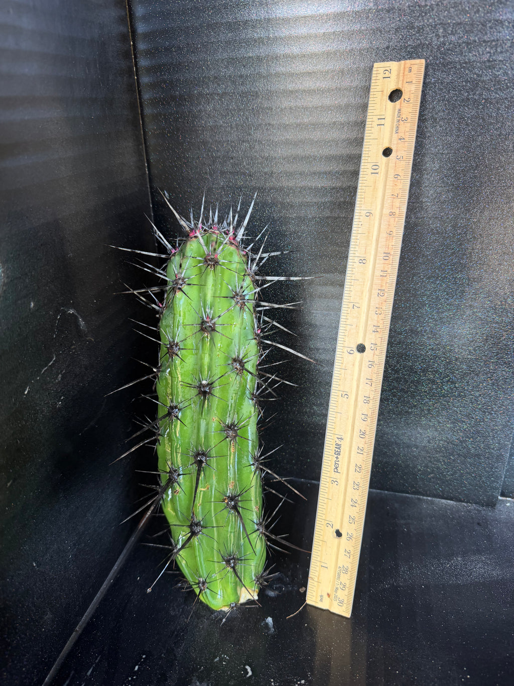Stenocereus gummosis Cutting – 9”