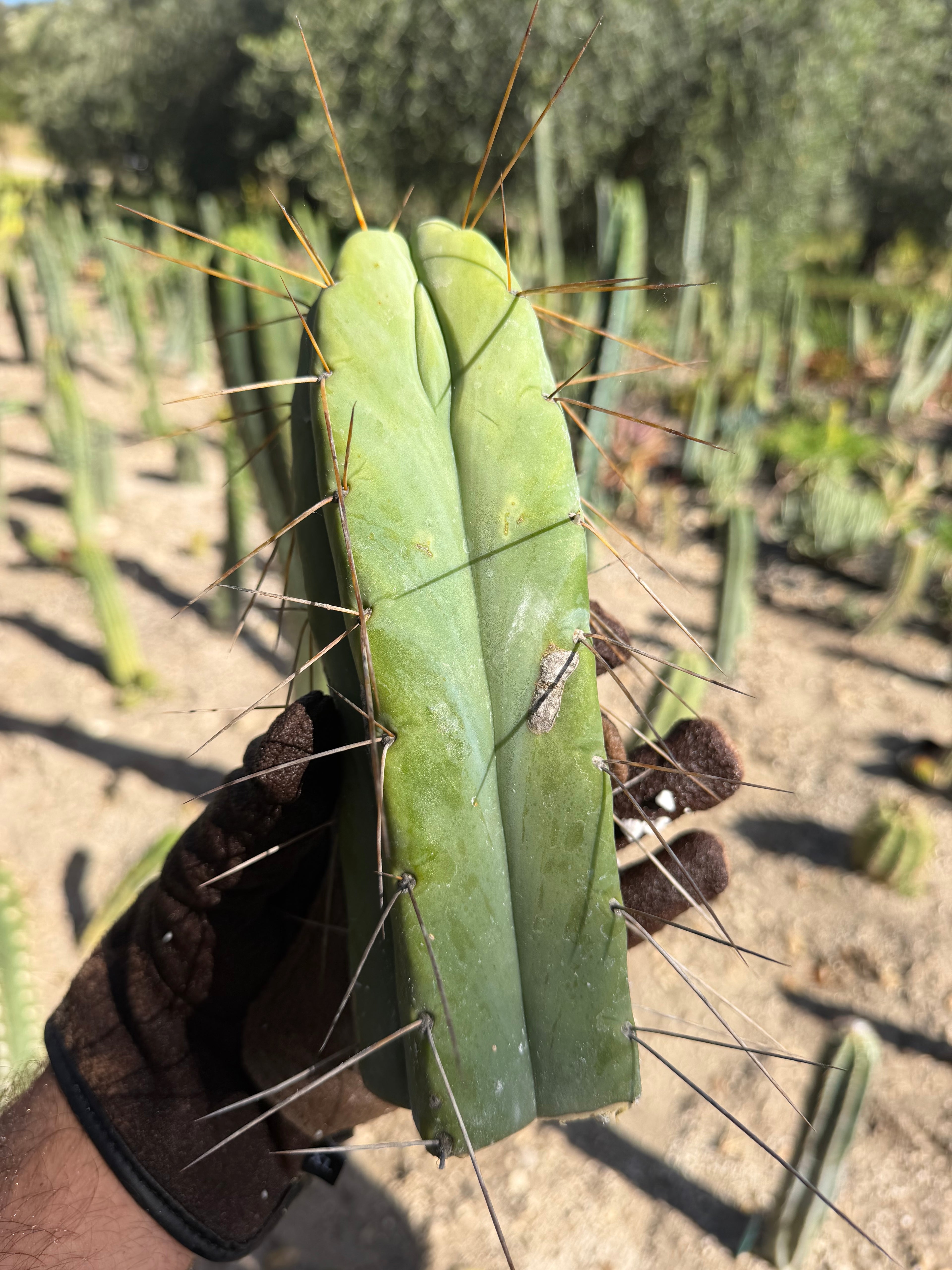 Doman’s Bridge Trichocereus Cutting – 8”