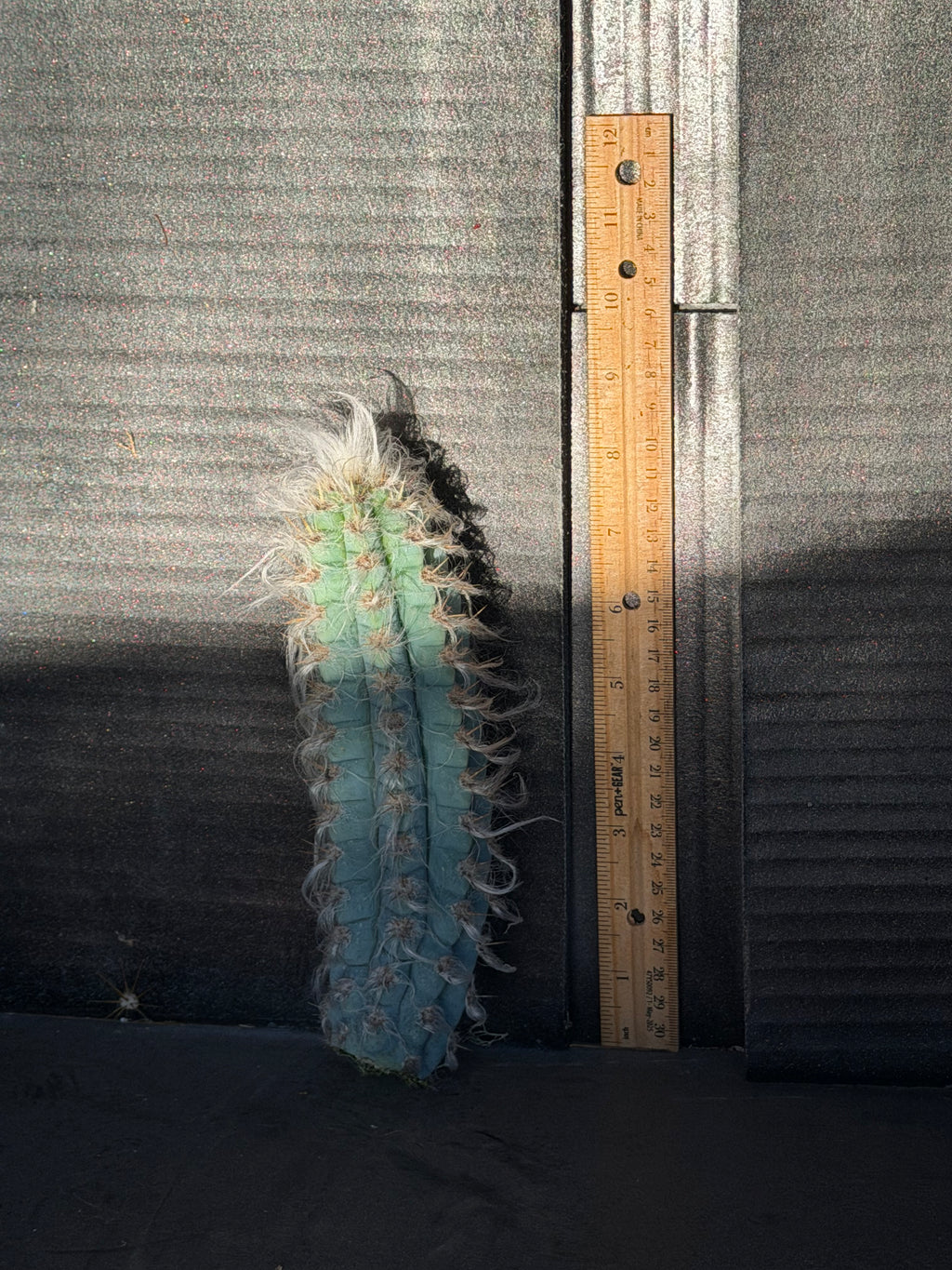 Pilosocereus Pachycladus Cutting - 8”