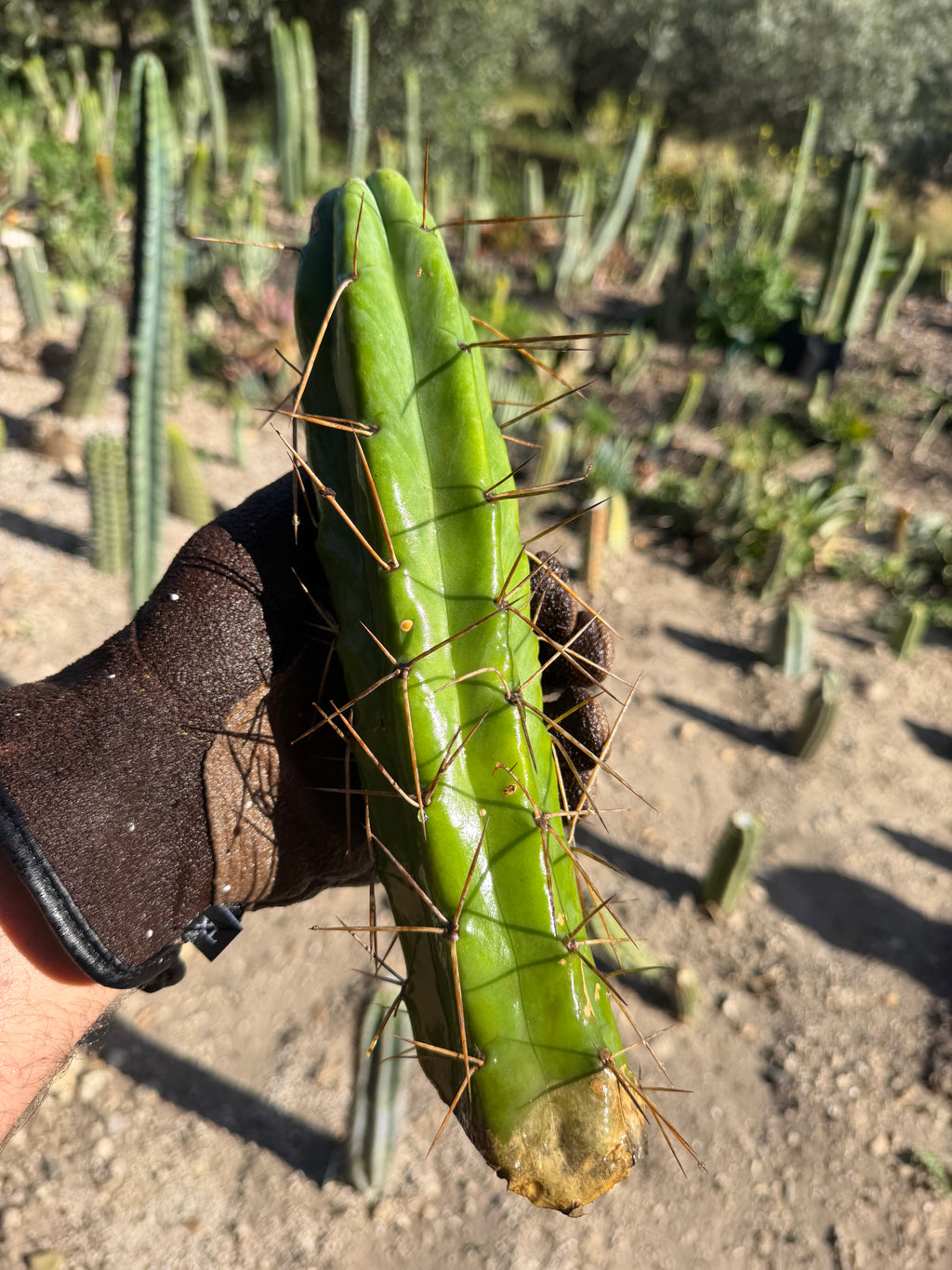 Trichocereus Cactus Cutting – 10"