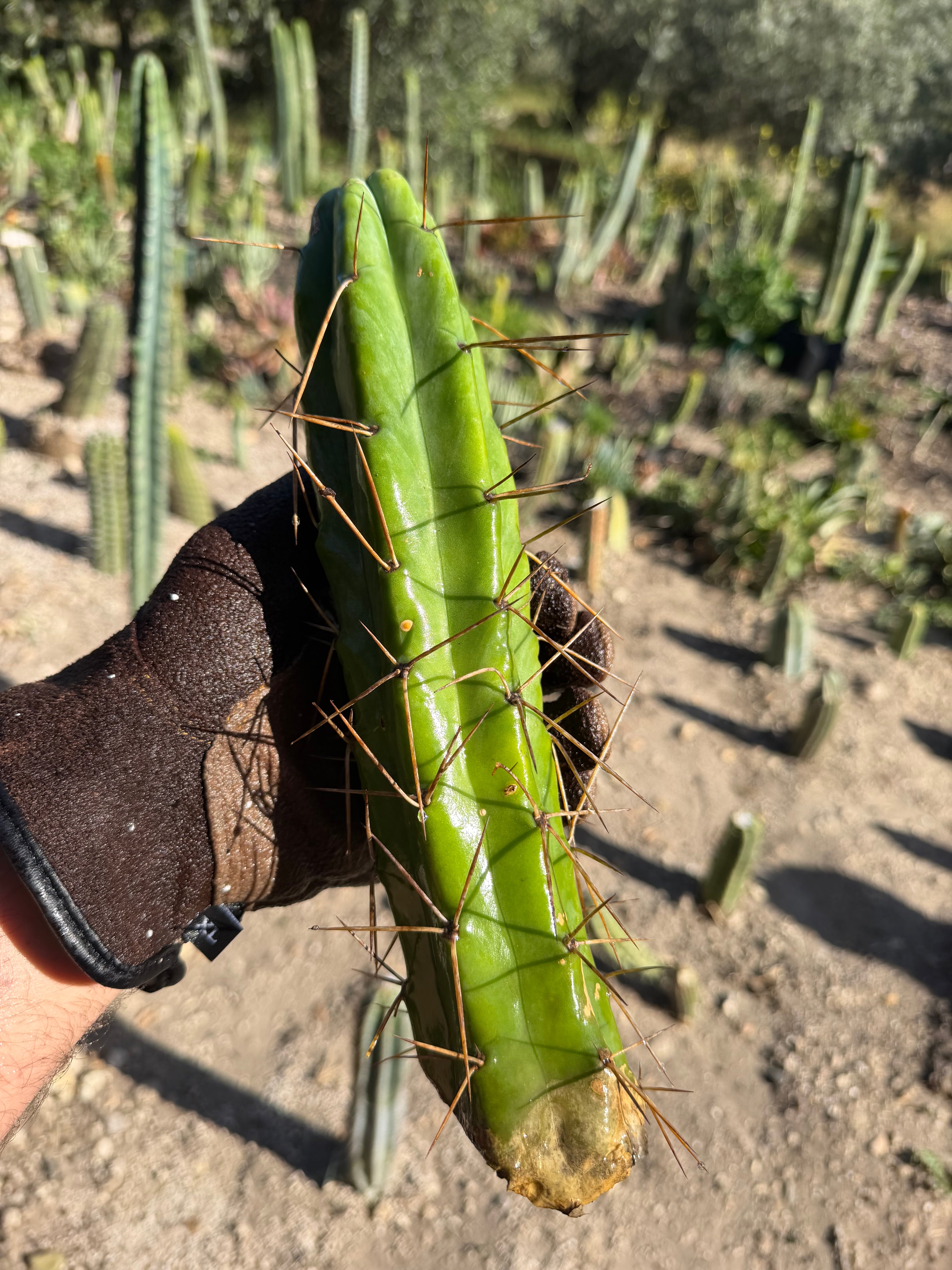 Trichocereus Cactus Cutting – 10"
