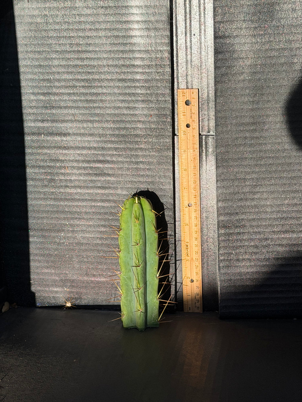 Hevy Trichocereus Cutting – 7”