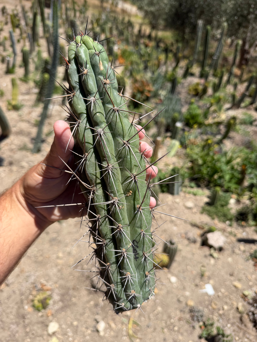 SS04 Trichocereus Cutting – 12”