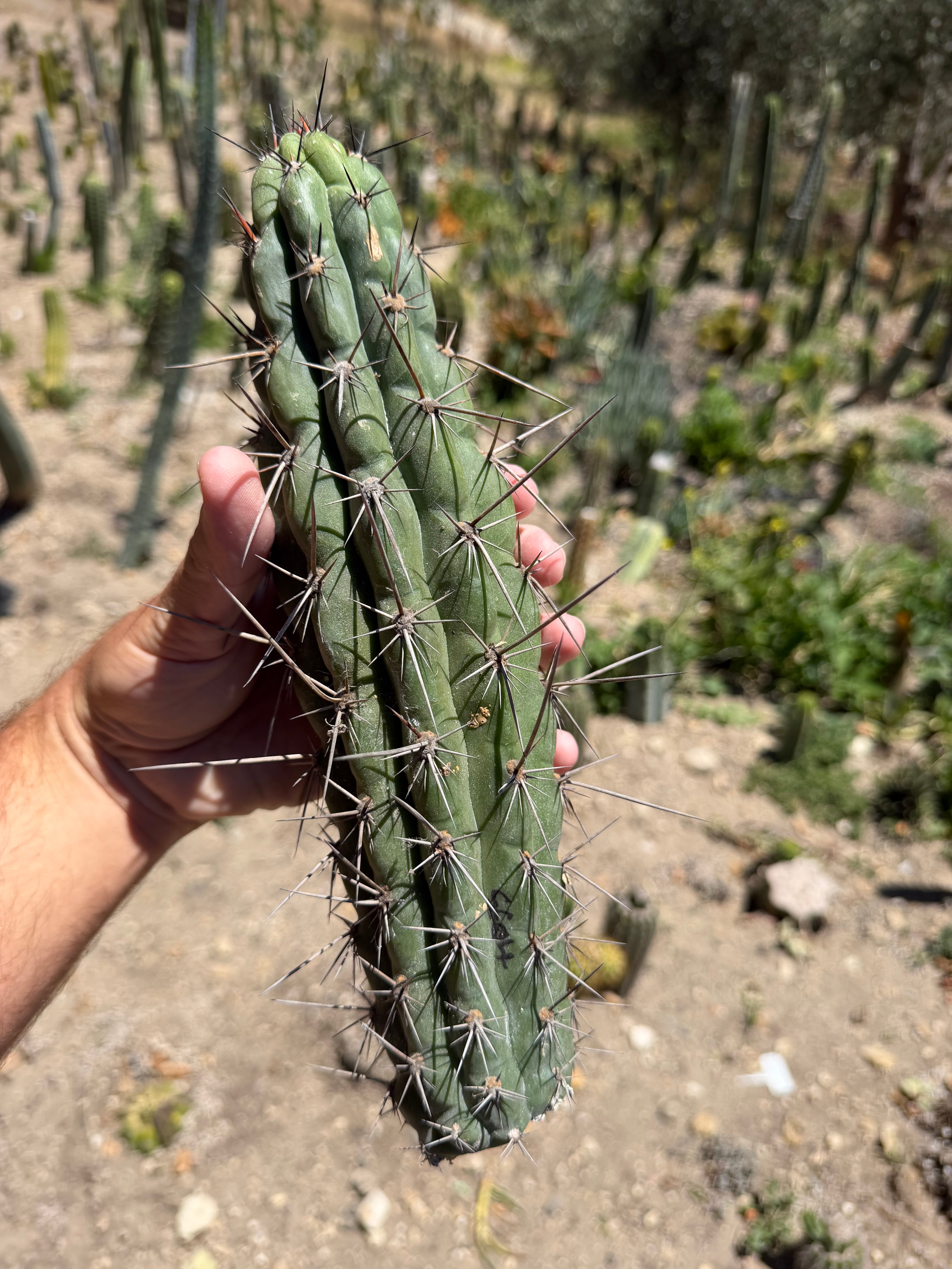 SS04 Trichocereus Cutting – 12”