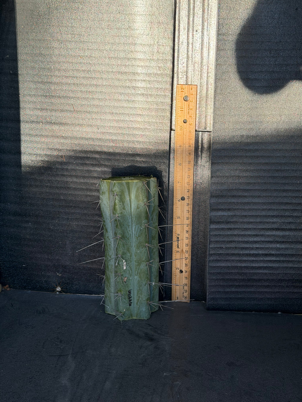 Wobble  Trichocereus Mid Cutting – 7”