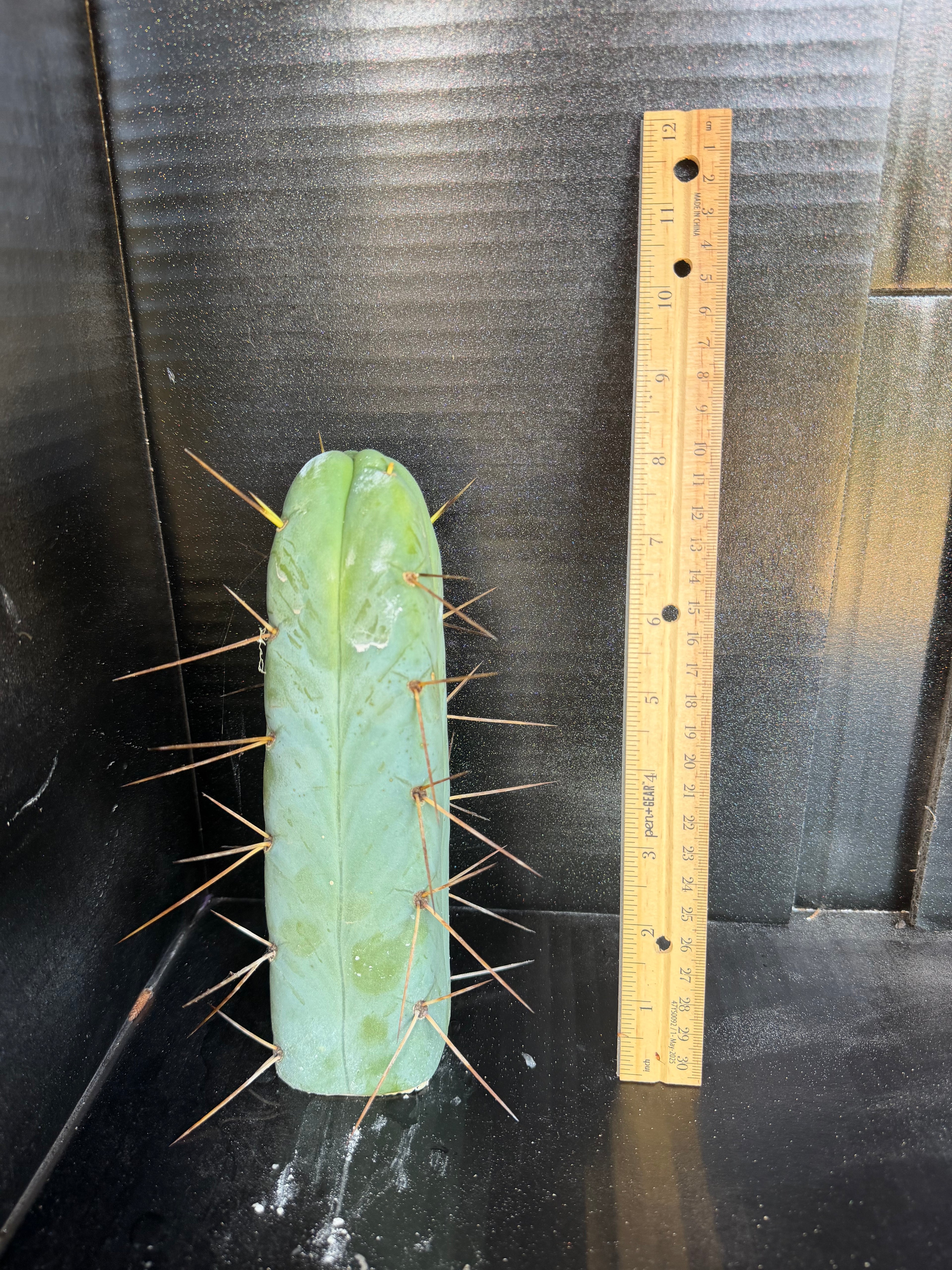 4 winds Trichocereus Cutting – 8”