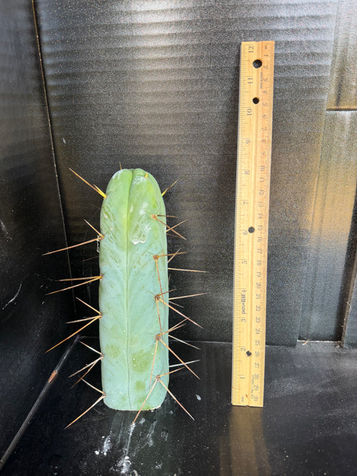 4 winds Trichocereus Cutting – 8”
