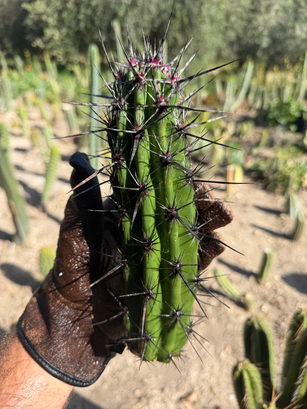 Stenocereus gummosis Cutting – 9”