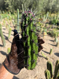 Stenocereus gummosis Cutting – 9”