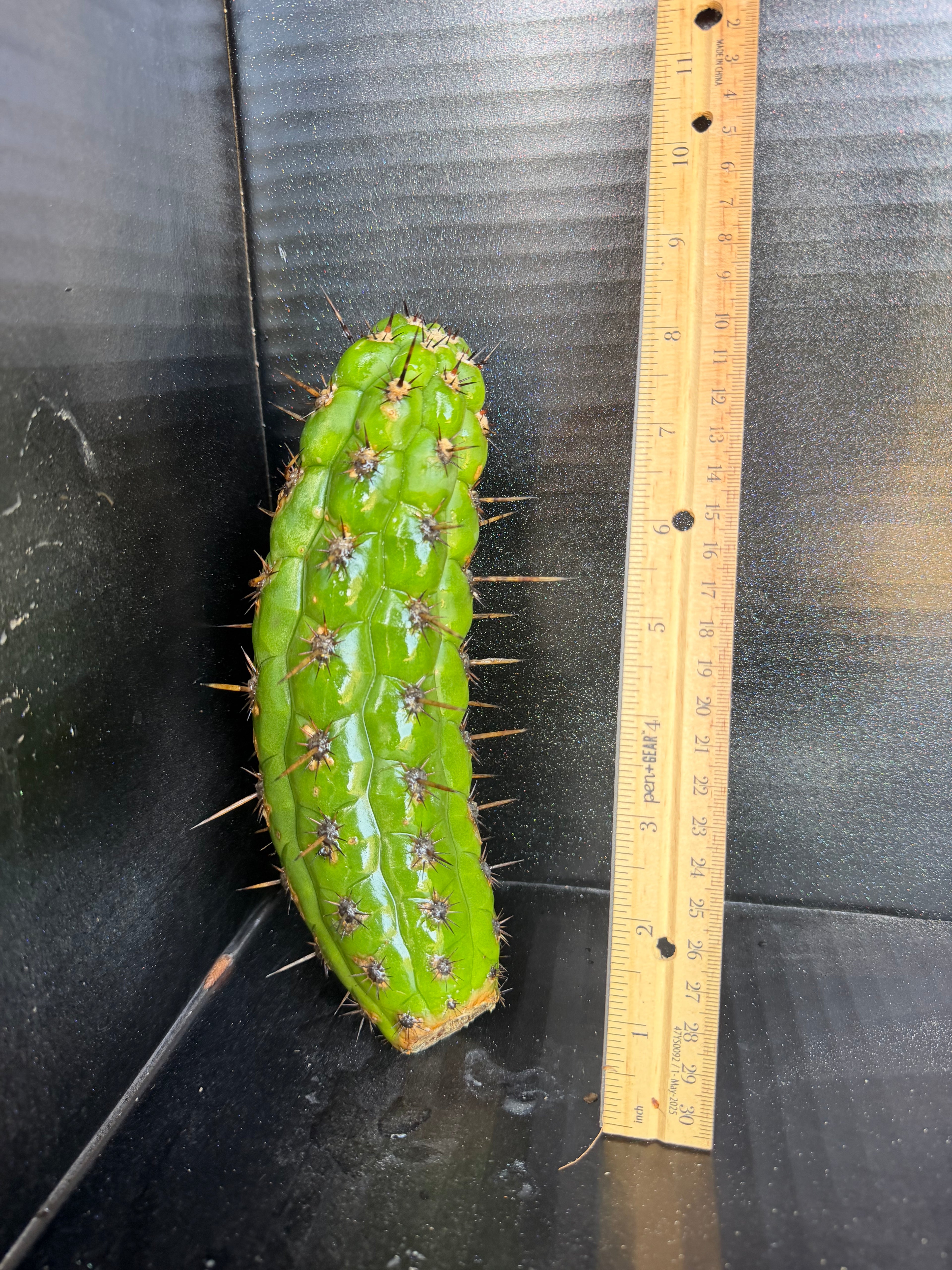Borzicactus plagiostoma Cutting – 8”
