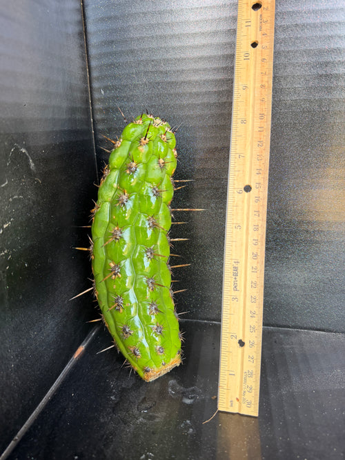 Borzicactus plagiostoma Cutting – 8”